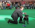 Chris with Master Chankast, Crufts 2012